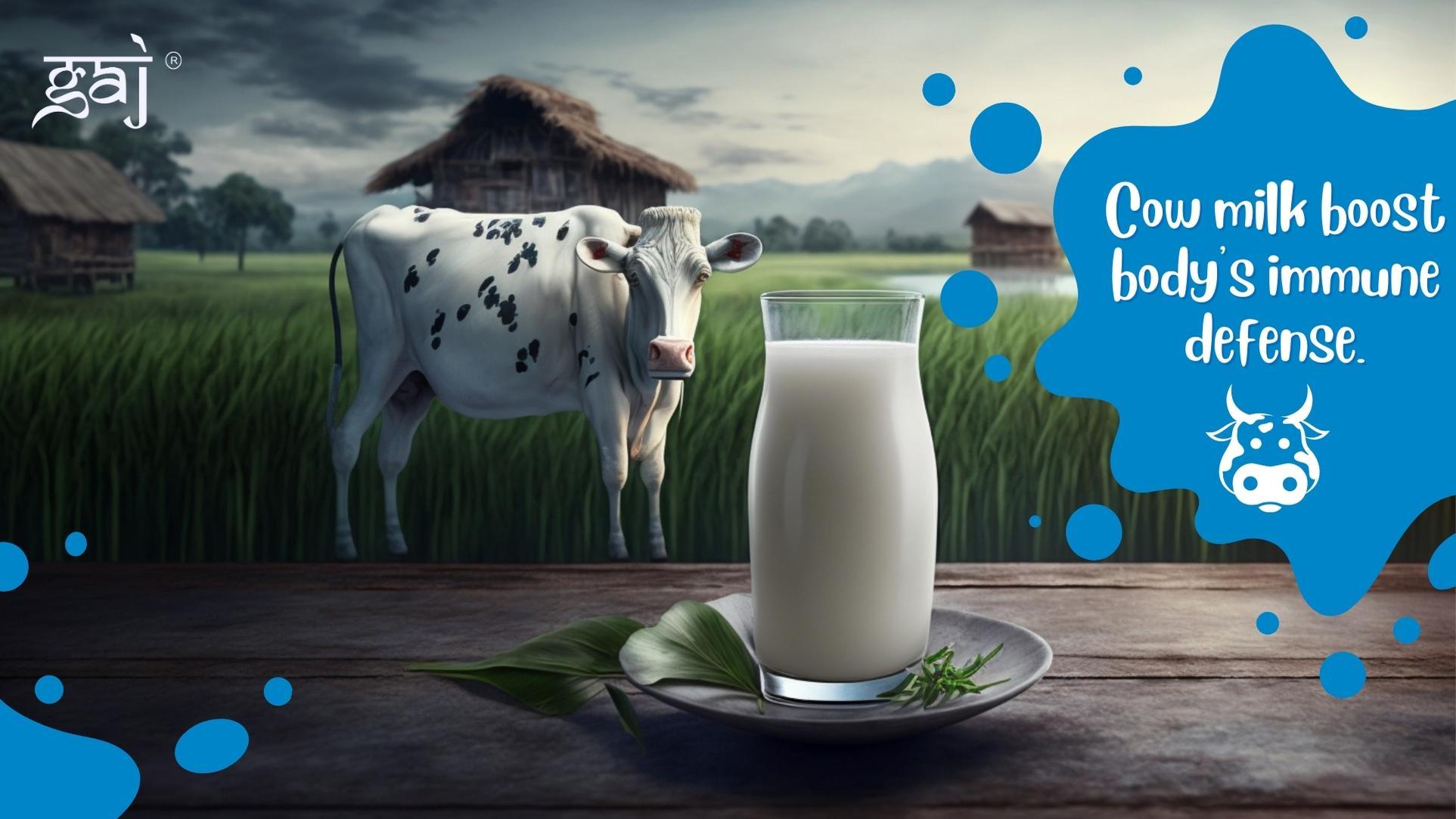 Cow Milk in Enhancing Immunity